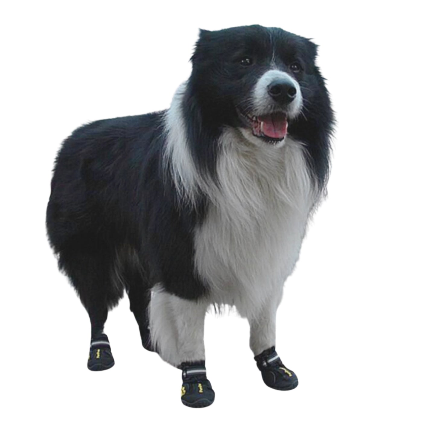Dog wearing black boots on a white background