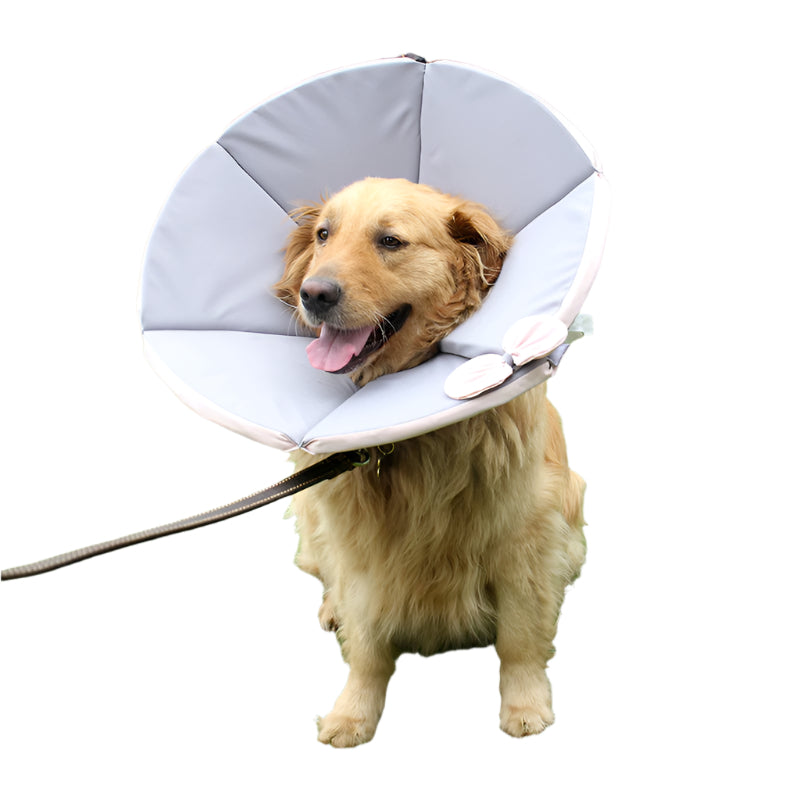 Dog wearing a cone-shaped pet recovery collar outdoors on grass