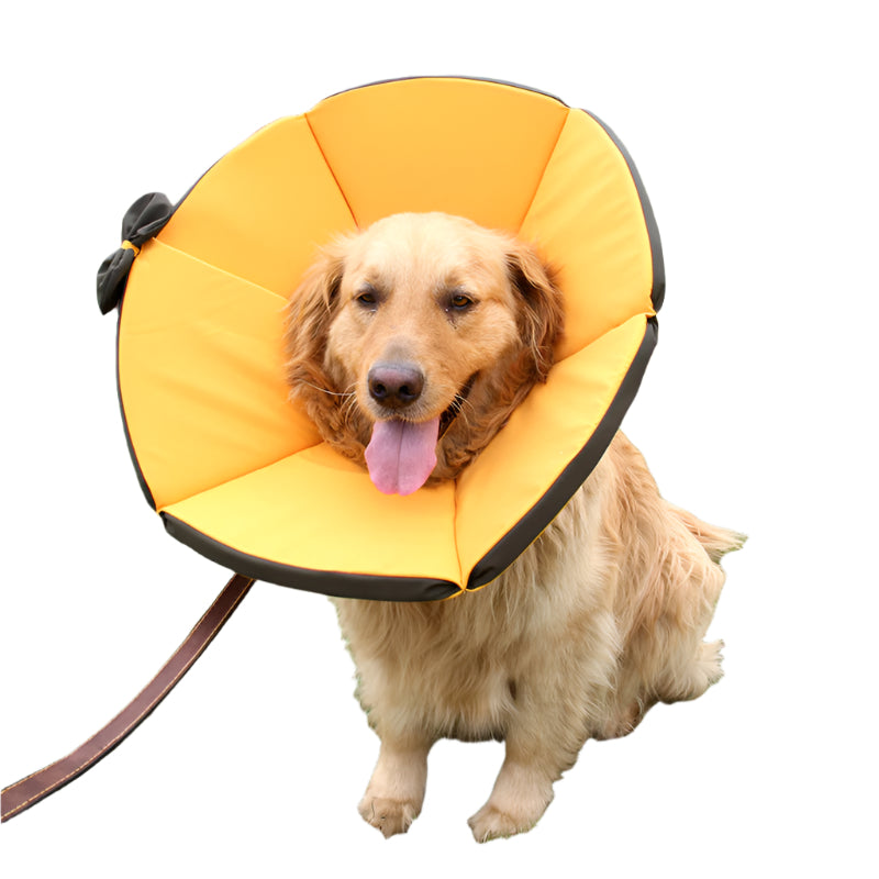 Dog wearing a yellow cone collar outdoors on grass