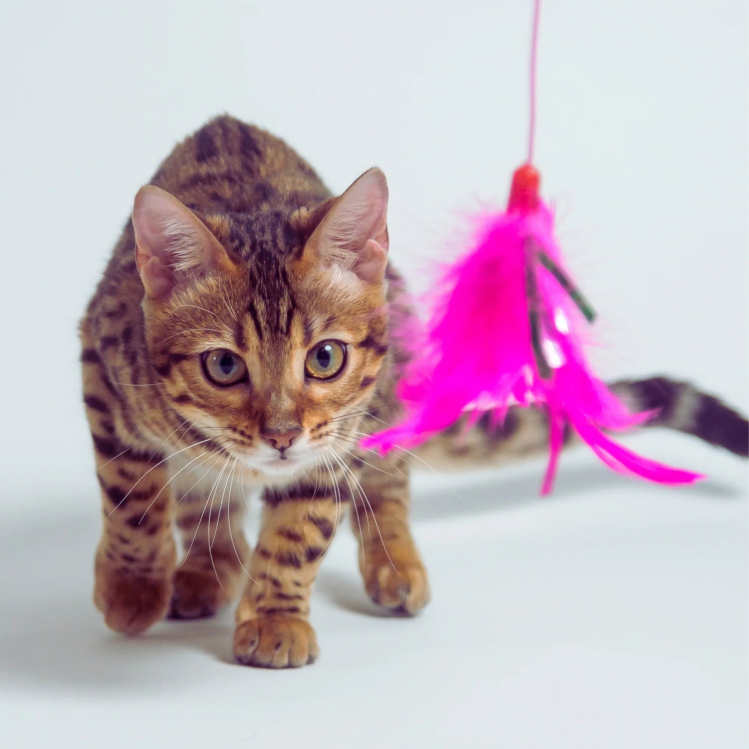 Interactive Cat Toys
