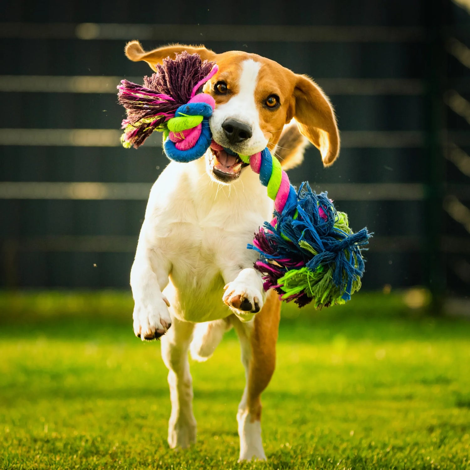 Dog Toys for Play & Enrichment