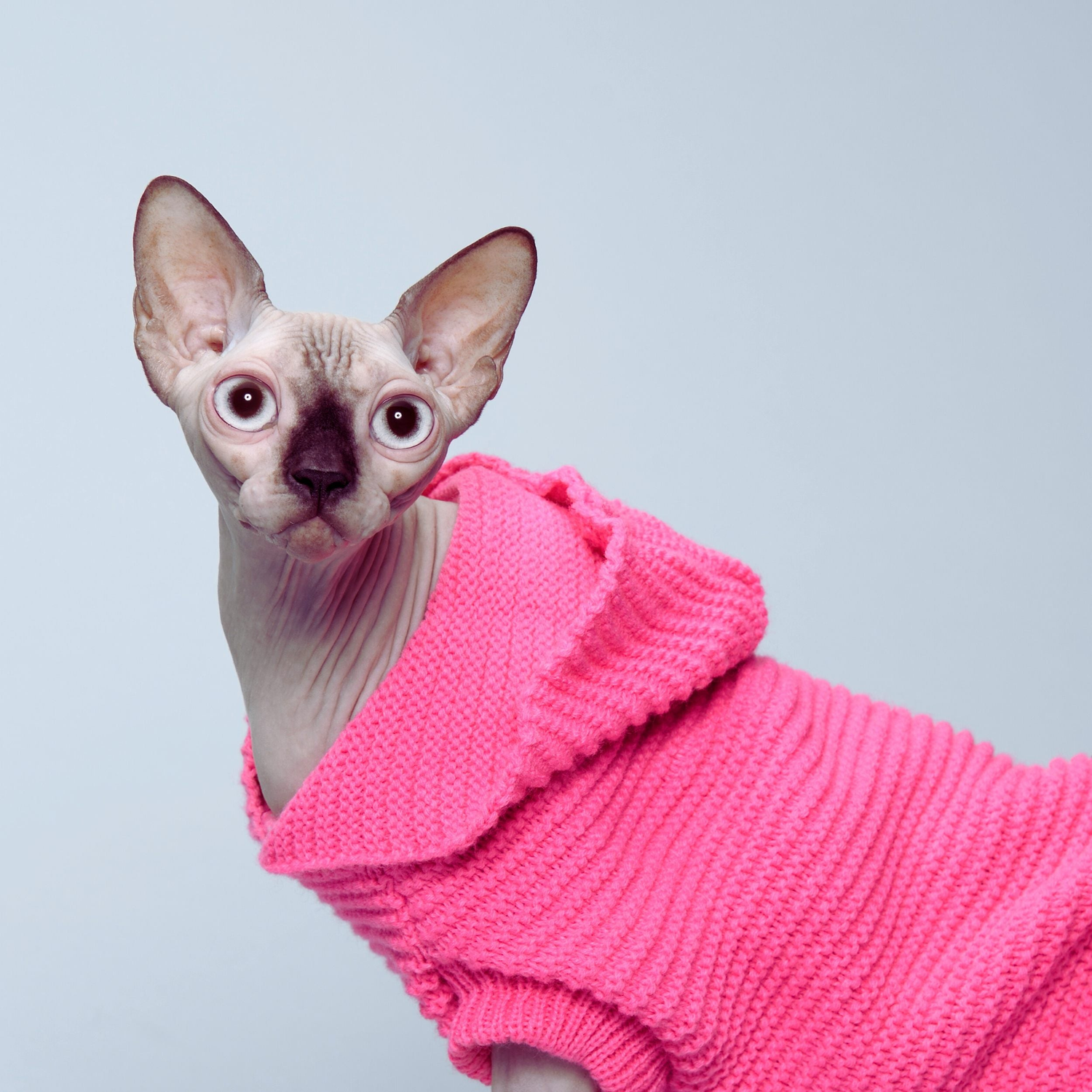Pet Apparels