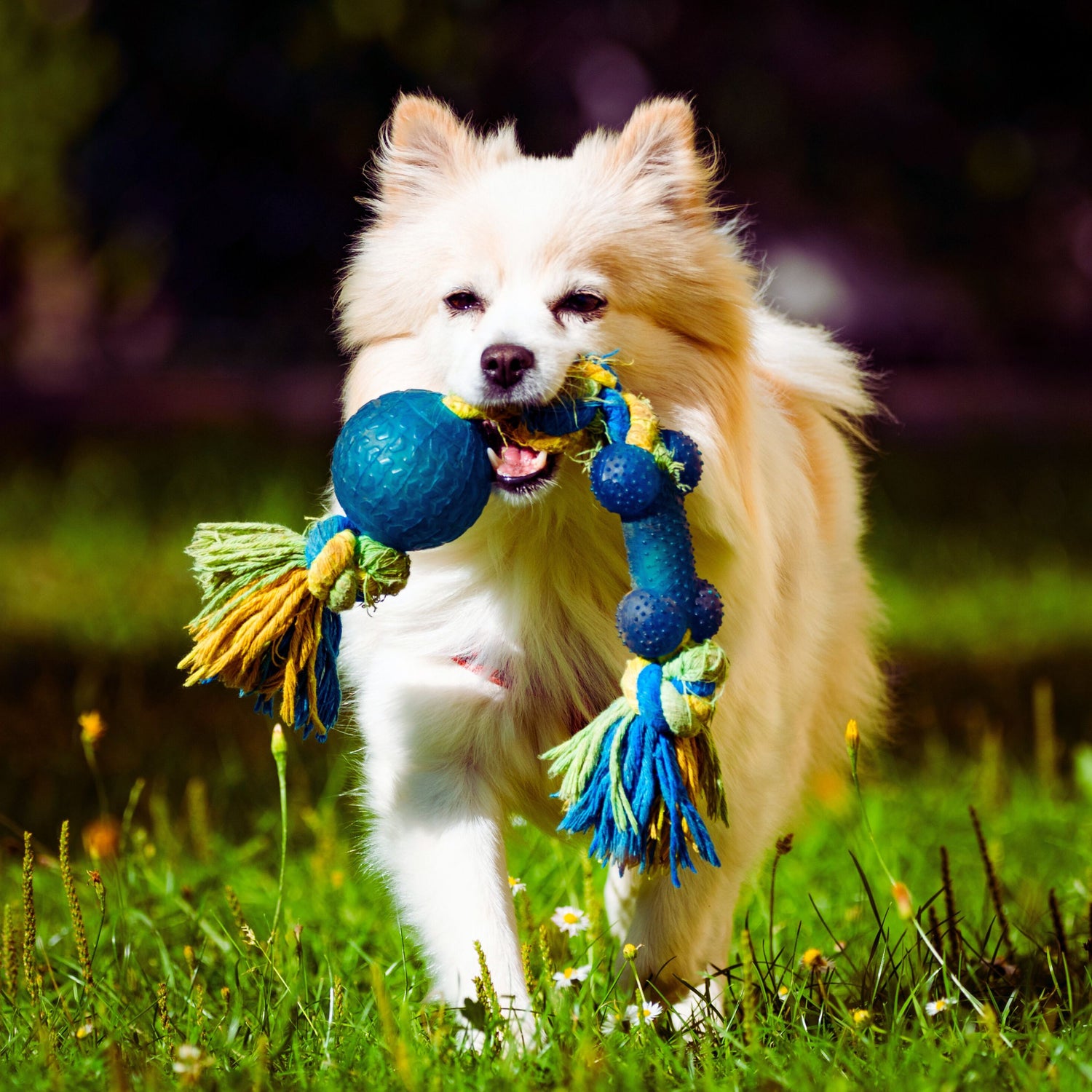 Pet Toys