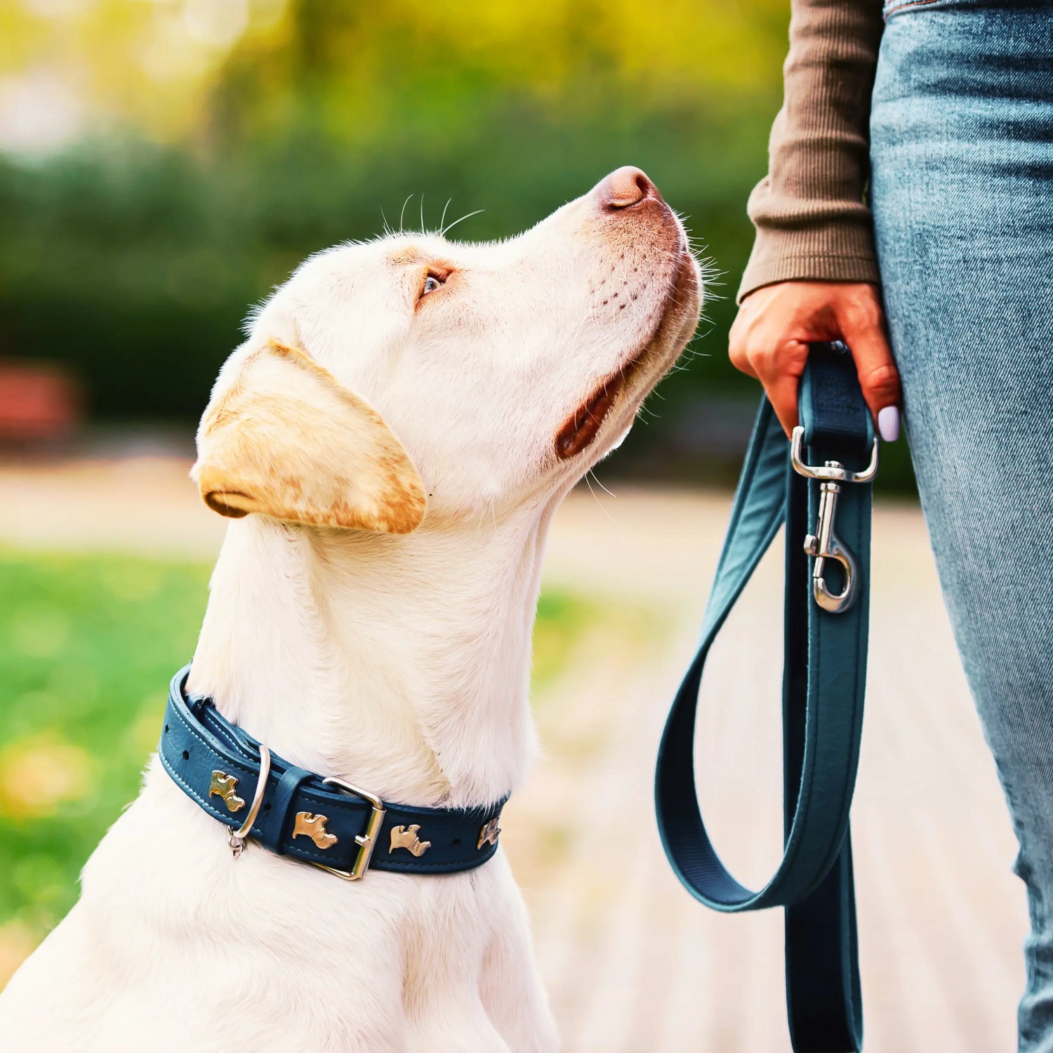 Pet Collars, Harnesses & Accessories