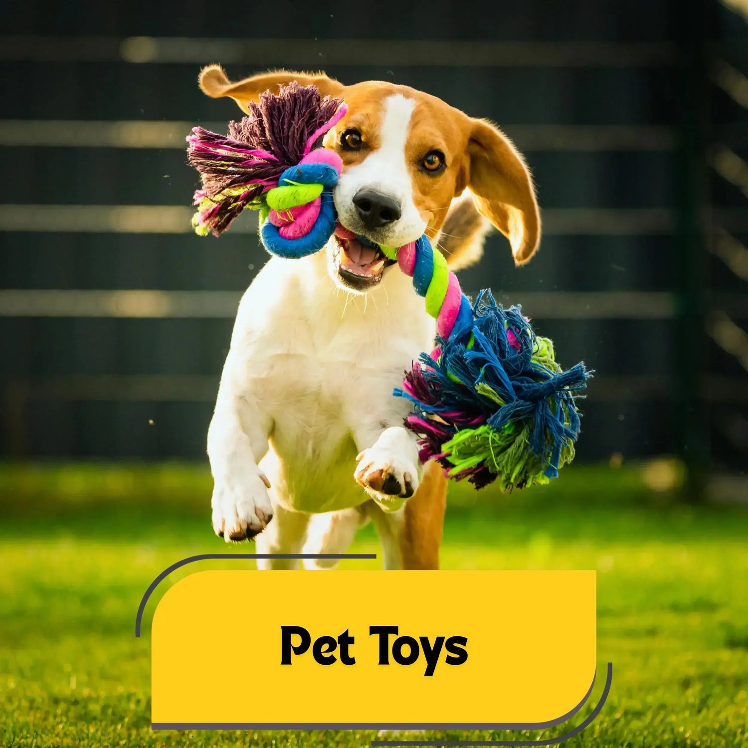 Pet Toys