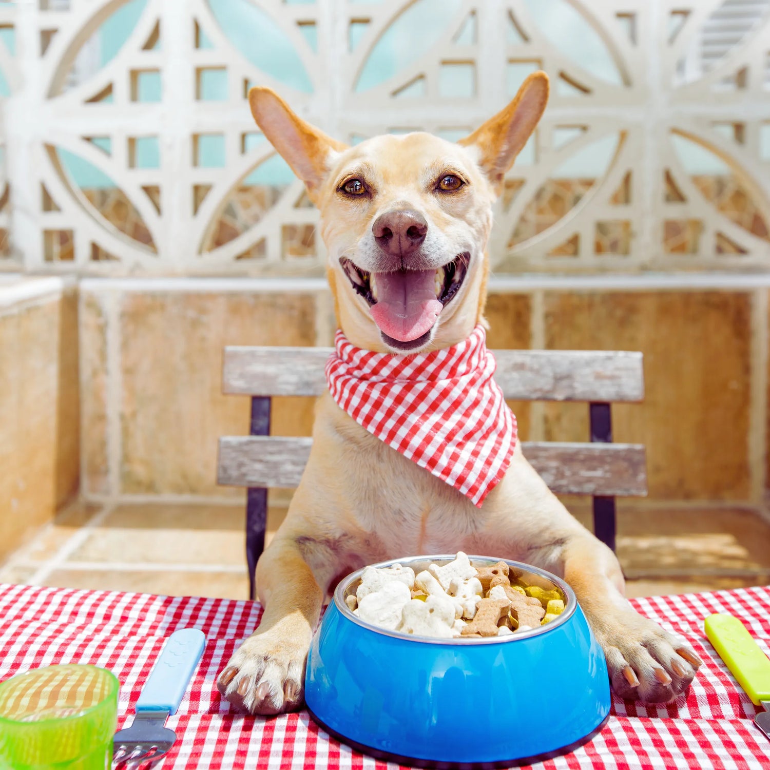Pet Feeders for Dogs & Cats