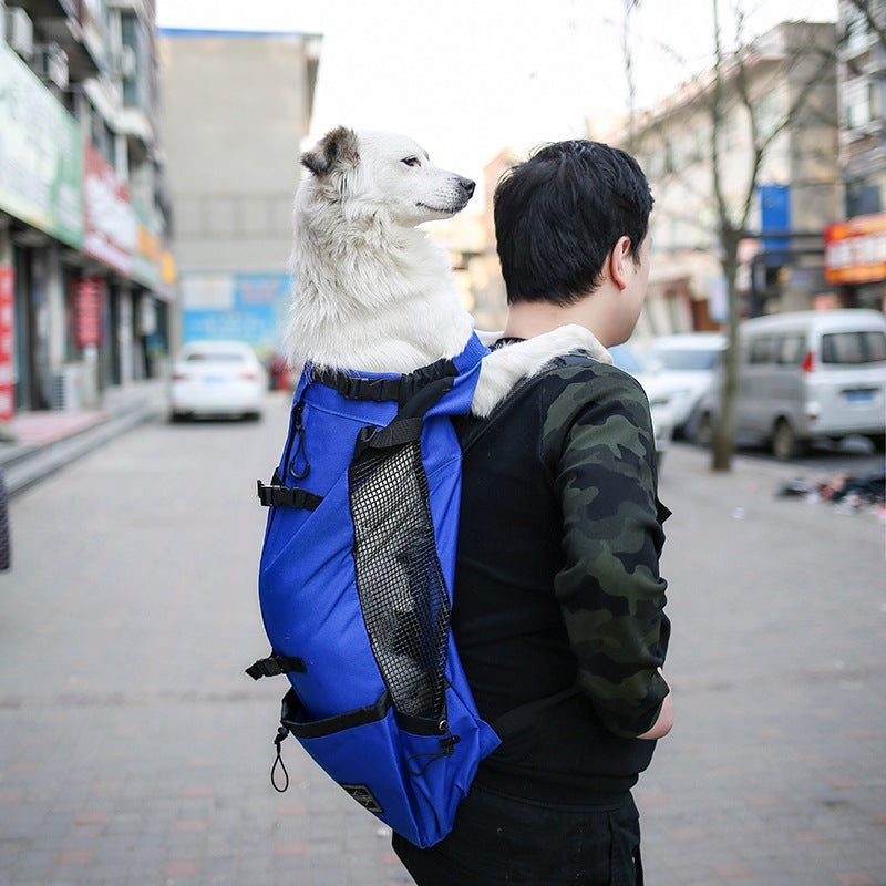 Person carrying a dog in a blue backpack on a city street.