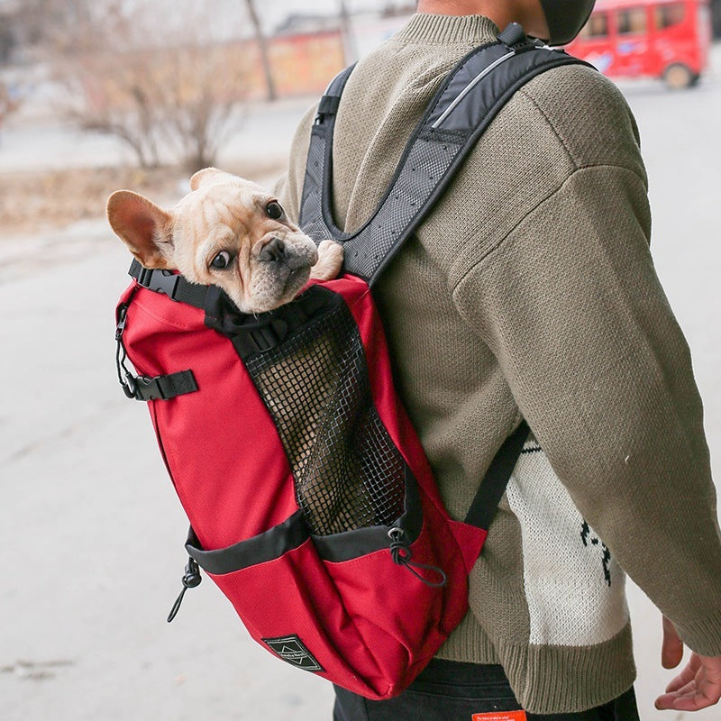 Person carrying a dog in a red backpack on a street.