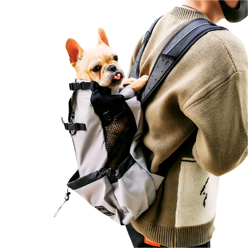 Small dog sticking its tongue out while being carried in a backpack with a person wearing a beige sweater.
